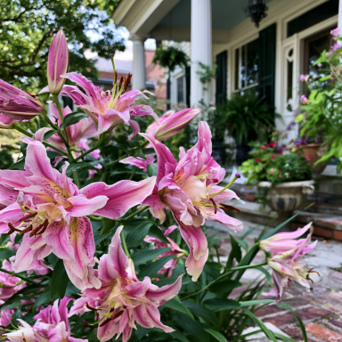 5 Oriental Rose Lily "Elena"  Bulbs- Big Double Blossom!!