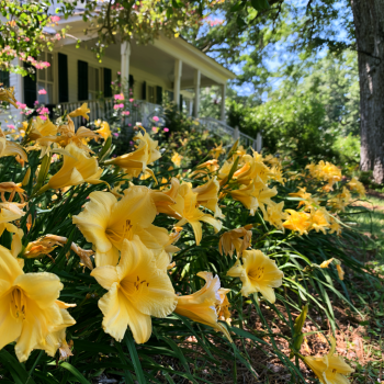 Stella D’Oro Daylilies in 4 Inch Pots One plant per pot