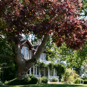 2 Bareroot Sweet Gum Trees 18-24″