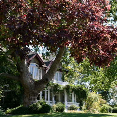 2 Bareroot Sweet Gum Trees 18-24″