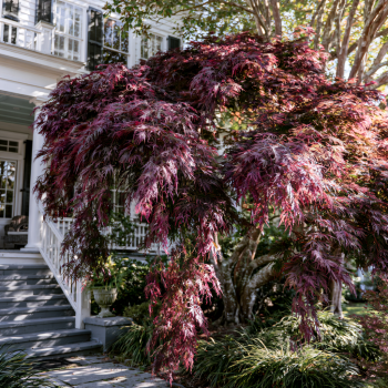 Tamukeyama Japanese Maple Tree in a One Gallon Trade Pot