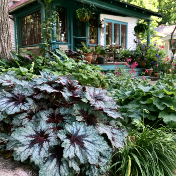 Tapestry Heucherella in 3.5 inch pots—-you choose amount. One plant per pot!