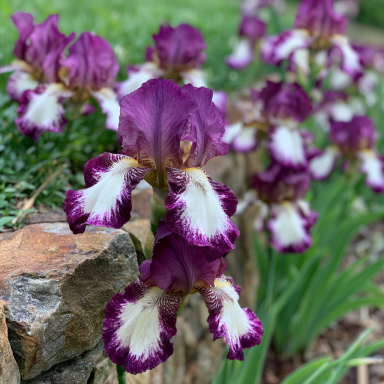 2 Tennison Ridge Iris - Iris Reblooming Bareroots