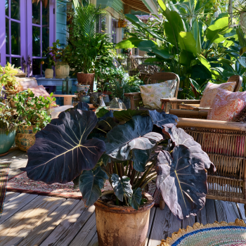 2 Tropical Storm Elephant Ears in 3.5 inch Containers **Do not Order in Extreme Temps**