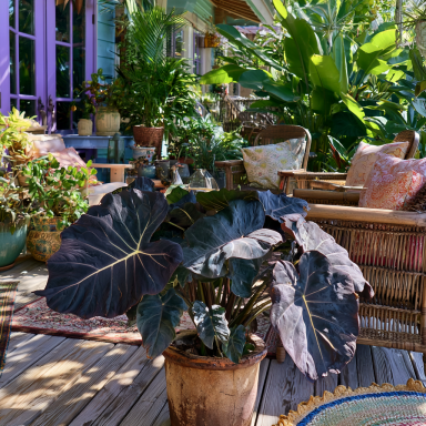 2 Tropical Storm Elephant Ears in 3.5 inch Containers **Do not Order in Extreme Temps**