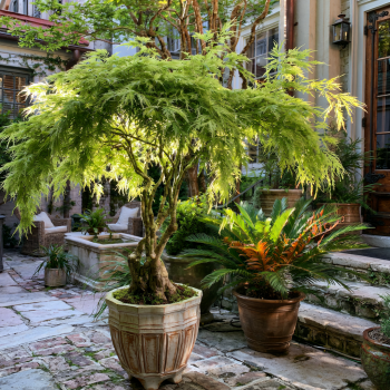 Viridis Japanese Maple Tree in a One Gallon Trade Pot