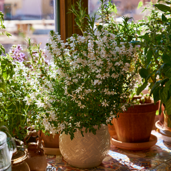 White Mexican False Heather in a 3.5" Pot- Heat Tolerant, Season Long Beauty!