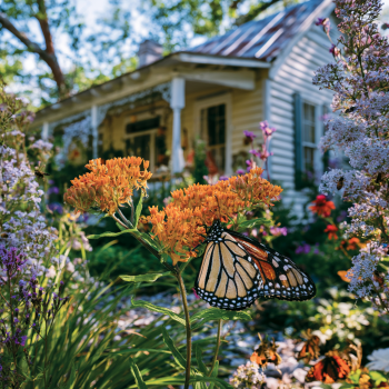Asclepias Tuberosa, Butterfly Weed in a 4 inch pot