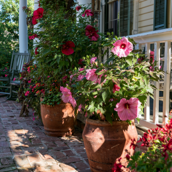3 Pack Hardy Hibiscus Plant Mix in Separate 3.5 inch containers / Mallow Flower/ Rose Mallow