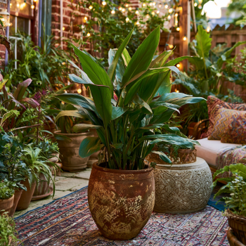 Shell Ginger Plants (Alpinia zerumbet) in a 3.5" Pot