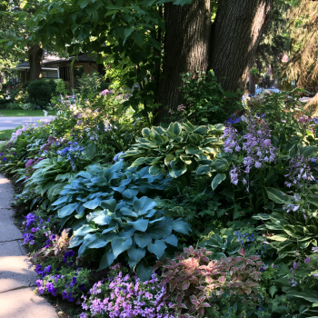 5 Hosta Big Blue Mixed -Perennial Bare Roots, Shade Loving Plants