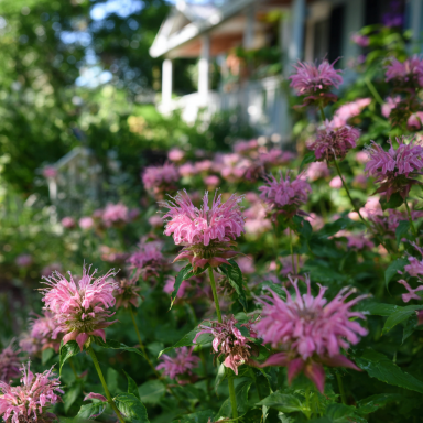Pink Frosting Sugar Buzz Monarda Bee Balm in 3.5 inch containers