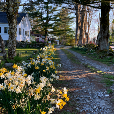20 Daffodil Narcissus Mix 60 Days of Daffodils Bulbs