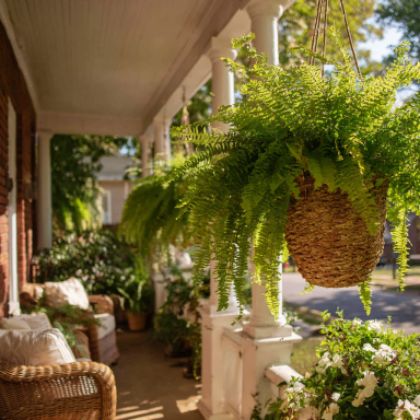 BOSTON FERN – Original – 4″ Potted Plant – Live Plant