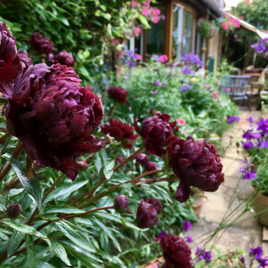 Black Beauty Bareroot Peony, 2-3 Eye, Great for Spring or Fall Planting!