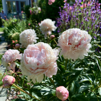Shirley Temple Potted Peony in a Trade one gallon container