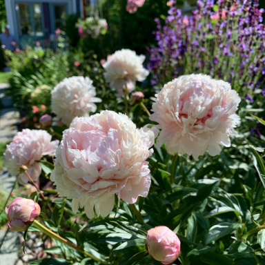 Shirley Temple Potted Peony in a Trade one gallon container