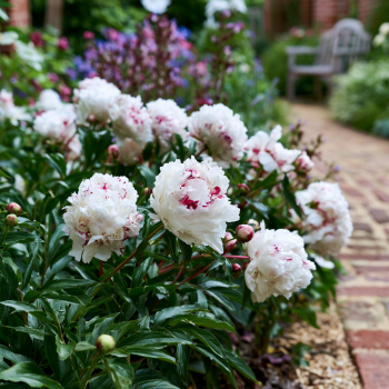Festiva maxima Bareroot Peony, 2-3 Eye, Great for Fall or Spring Planting!