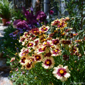 Coreopsis "Solar Eclipse" in 3.5 inch pots. Nicely rooted
