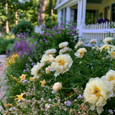 Paeonia lactiflora ‘Honey Gold’ Peony BAREROOT (Fragrant) (Mid Season Flowering)