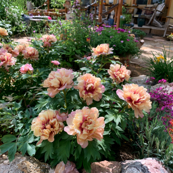 Callie's Memory Itoh Peony: Big Bareroot-- Great for Spring or Fall Planting!