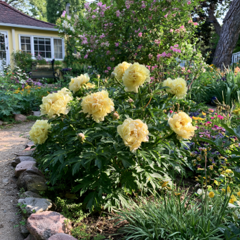 Bartzilla Itoh Peony Bareroot 3-5 Eye