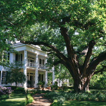 2 Southern Pecan Trees Bareroot 12-24"