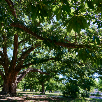 4 Southern Pecan Trees Bareroot 12-24"