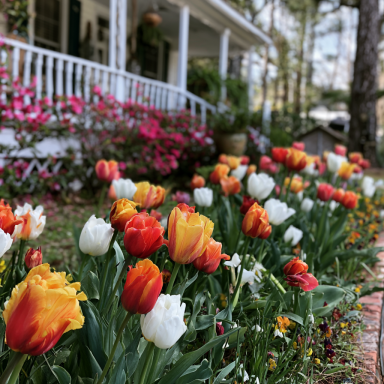 Bulk Tequila Sunrise Mixture Tulip Bulbs - Tulipa Triumph (Aprox. 40 lbs./ 450 Bulbs)