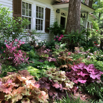 3 Mixed Heuchera, in 4 inch pots, one plant per 4 inch pot