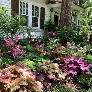 3 Mixed Heuchera, in 4 inch pots, one plant per 4 inch pot