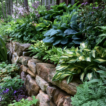 Hosta Bumper Crop Mix – Bare Root Hostas – Fabulous Color for Shady Gardens, 10-pack