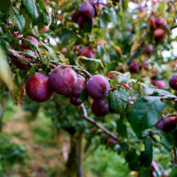 Methley Plum Tree Pre-Bagged Bareroot 6-12" Tall