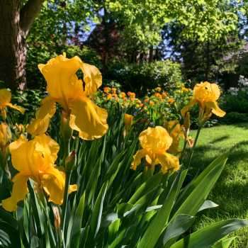 2 Golden Bearded Iris (Iris germanica)  in a 3.5'' Container