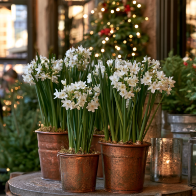 10 Inbal Paperwhites Bulbs 14-15cm- Indoor Narcissus: Perfect for forcing!