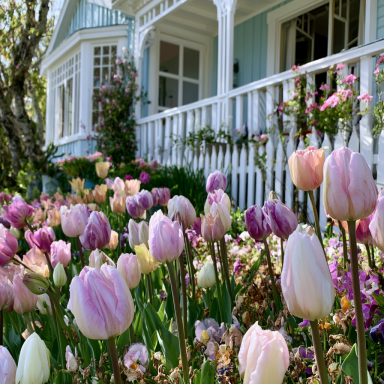 20 Pastel Mixture Tulip Bulbs - Tulipa Triumph
